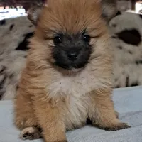 Buddy Boy, a male Pomeranian for sale in Abilene, TX – Photo 8 of 10