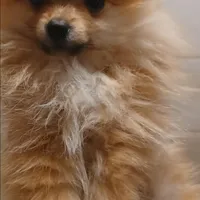 Buddy Boy, a male Pomeranian for sale in Abilene, TX – Photo 4 of 10