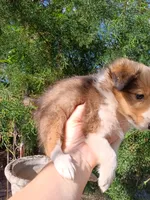 Max, a male Shetland Sheepdog for sale in Abilene, TX – Photo 1 of 3