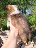 Max, a male Shetland Sheepdog for sale in Abilene, TX – Photo 2 of 3