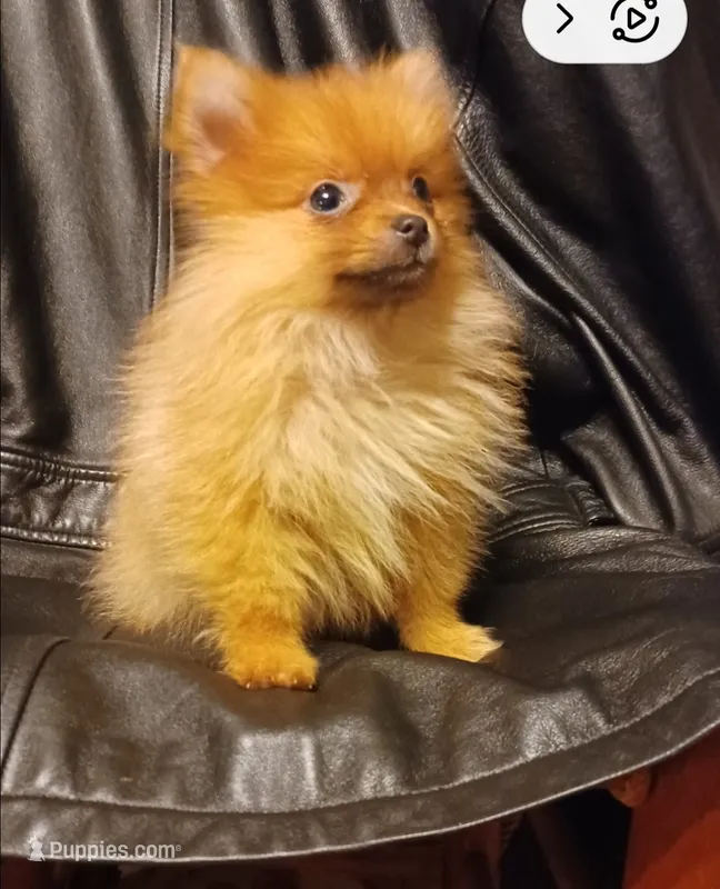 Foxi – Pomeranian puppy for sale in Abilene, TX