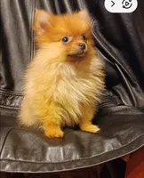 Foxi, a female Pomeranian for sale in Abilene, TX – 1 of 2