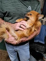 Trooper, a male Pomeranian for sale in Abilene, TX – Photo 6 of 7