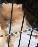 Trooper, a male Pomeranian for sale in Abilene, TX – Photo 5 of 7