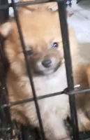 Trooper, a male Pomeranian for sale in Abilene, TX – Photo 4 of 7