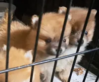 Trooper, a male Pomeranian for sale in Abilene, TX – Photo 1 of 7