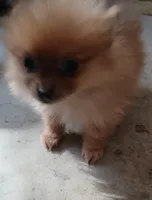 Foxi, a female Pomeranian for sale in Abilene, TX – 2 of 2