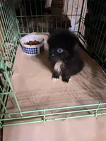 Dolly, a female Pomeranian for sale in Abilene, TX – Photo 5 of 5