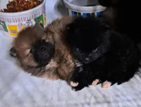 Dolly, a female Pomeranian for sale in Abilene, TX – Photo 4 of 5