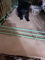 Dolly, a female Pomeranian for sale in Abilene, TX – Photo 3 of 5