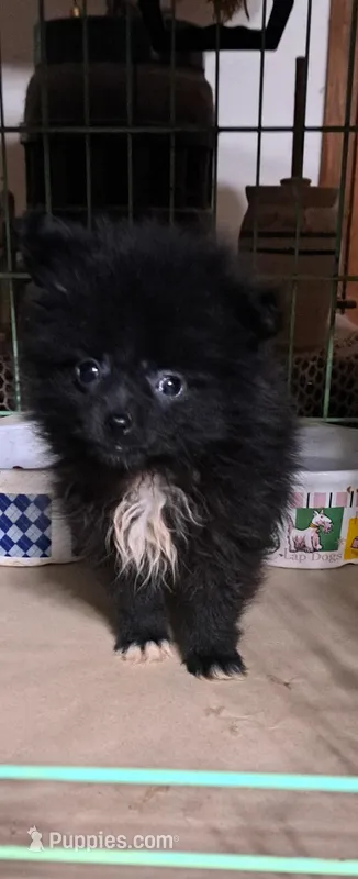 Dolly, a female Pomeranian for sale in Abilene, TX – Photo 1 of 5