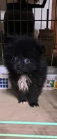 Dolly, a female Pomeranian for sale in Abilene, TX – Photo 1 of 5