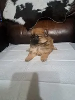 Bunny, a female Pomeranian for sale in Abilene, TX – Photo 3 of 8