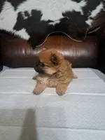 Bunny, a female Pomeranian for sale in Abilene, TX – Photo 6 of 8