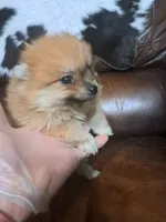 Bunny, a female Pomeranian for sale in Abilene, TX – Photo 1 of 8