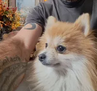 Bunny, a female Pomeranian for sale in Abilene, TX – Photo 5 of 8