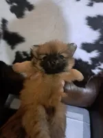 Bunny, a female Pomeranian for sale in Abilene, TX – Photo 4 of 8