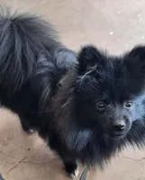 Bunny, a female Pomeranian for sale in Abilene, TX – Photo 8 of 8