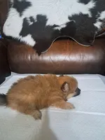 Bunny, a female Pomeranian for sale in Abilene, TX – Photo 7 of 8