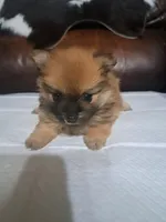 Bunny, a female Pomeranian for sale in Abilene, TX – Photo 2 of 8