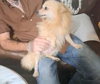 Snowball, a female Pomeranian for sale in Abilene, TX – Photo 5 of 7