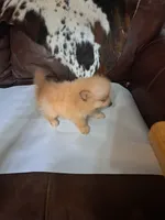 Snowball, a female Pomeranian for sale in Abilene, TX – Photo 4 of 7