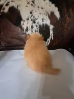 Snowball, a female Pomeranian for sale in Abilene, TX – Photo 6 of 7