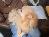 Snowball, a female Pomeranian for sale in Abilene, TX – Photo 3 of 7