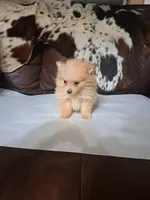 Snowball, a female Pomeranian for sale in Abilene, TX – Photo 1 of 7