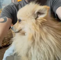 Sir Charleston, a male Pomeranian for sale in Abilene, TX – Photo 9 of 9