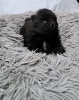 Sir Charleston, a male Pomeranian for sale in Abilene, TX – Photo 1 of 9