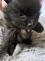 Sir Charleston, a male Pomeranian for sale in Abilene, TX – Photo 2 of 9