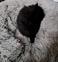 Sir Charleston, a male Pomeranian for sale in Abilene, TX – Photo 5 of 9