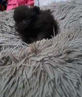 Sir Charleston, a male Pomeranian for sale in Abilene, TX – Photo 3 of 9