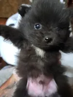 Sir Charleston, a male Pomeranian for sale in Abilene, TX – Photo 7 of 9