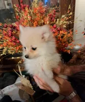 Polar the 2nd, a male Pomeranian for sale in Abilene, TX – Photo 3 of 10