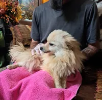 Polar the 2nd, a male Pomeranian for sale in Abilene, TX – Photo 9 of 10