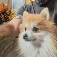 Polar the 2nd, a male Pomeranian for sale in Abilene, TX – Photo 5 of 10