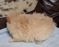 Polar the 2nd, a male Pomeranian for sale in Abilene, TX – Photo 6 of 10