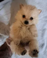 Polar the 2nd, a male Pomeranian for sale in Abilene, TX – Photo 4 of 10