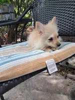 Polar the 2nd, a male Pomeranian for sale in Abilene, TX – Photo 1 of 10