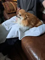 Polar the 2nd, a male Pomeranian for sale in Abilene, TX – Photo 10 of 10