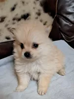 Polar the 2nd, a male Pomeranian for sale in Abilene, TX – Photo 2 of 10