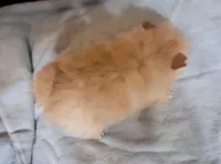 Polar the 2nd, a male Pomeranian for sale in Abilene, TX – Photo 7 of 10