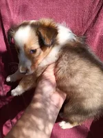 Angel, a female Shetland Sheepdog for sale in Abilene, TX – Photo 2 of 4