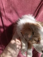 Angel, a female Shetland Sheepdog for sale in Abilene, TX – Photo 3 of 4