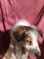 Angel, a female Shetland Sheepdog for sale in Abilene, TX – Photo 4 of 4