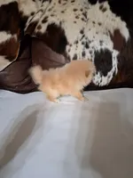 Rascal the 3rd, a male Pomeranian for sale in Abilene, TX – Photo 6 of 9