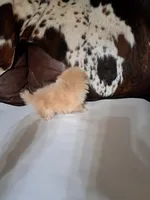 Rascal the 3rd, a male Pomeranian for sale in Abilene, TX – Photo 9 of 9