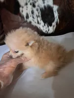 Rascal the 3rd, a male Pomeranian for sale in Abilene, TX – Photo 5 of 9